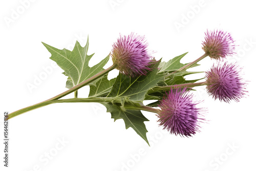 Purple burdock blooms with green leaves cut out on transparent background.
