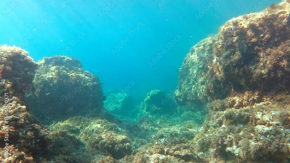 Underwater seabed with cristal clear water and school of fish over rocks 