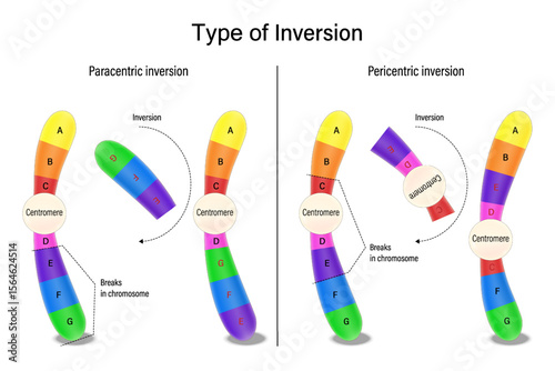 Inversion. Paracentric inversion and Pericentric inversion. Chromosomal mutations. Various genetic disorders. Alteration of chromosome structure.