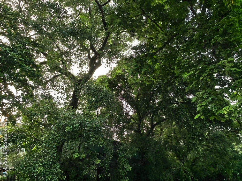 Fototapeta premium Lush Green Tree Canopy Against a Bright Sky