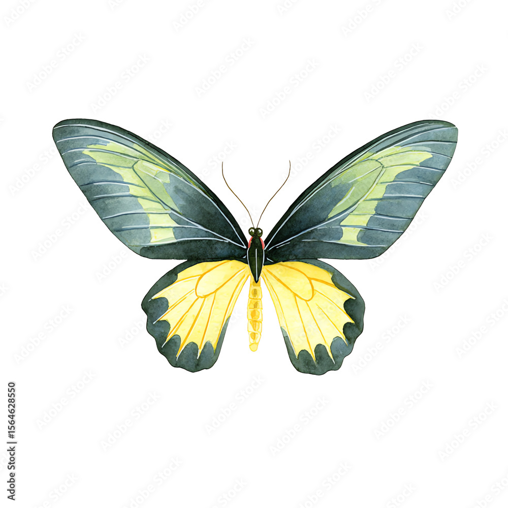 Obraz premium A captivating watercolor butterfly with pale yellow and dark teal wings, poised in graceful serenity against a black background.