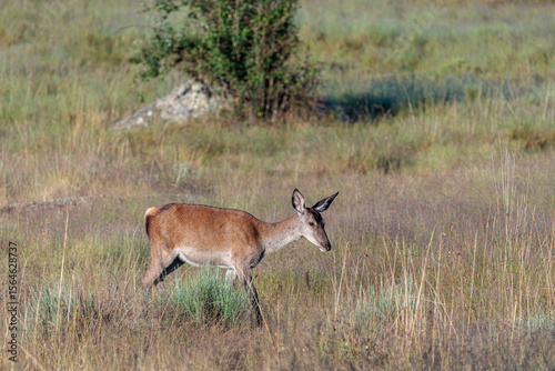 Cervus elaphus. Young red deer in the meadow.