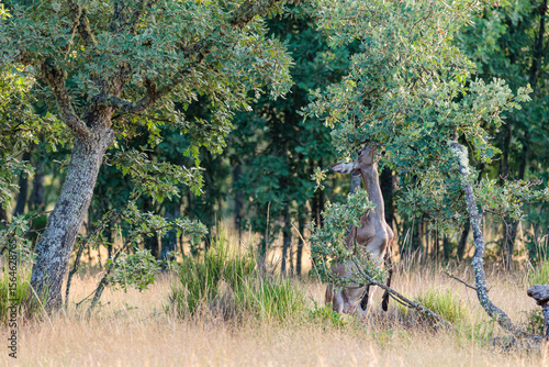 Cervus elaphus. Female red deer on its hind legs, feeding on oak leaves. Sierra de la Culebra, Zamora, Spain.