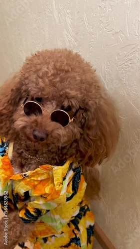 An incredibly stylish dog wearing trendy sunglasses and a vibrant tropical shirt