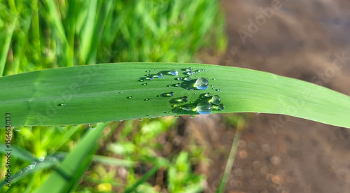 Wallpaper Mural Brilliant, beautiful large drops on a wide green leaf of grass after a summer morning rain Torontodigital.ca