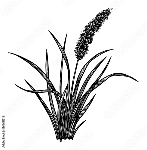 Detailed Awnless Brome Grass Plant with Seed Head Black and White Outline Line Art Drawing