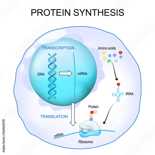 Protein synthesis in ribosome.