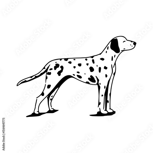 spotted Dalmatian clipart