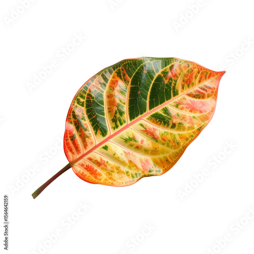 Isolated colorful croton leaf tropical plant close up macro photography on transparent background