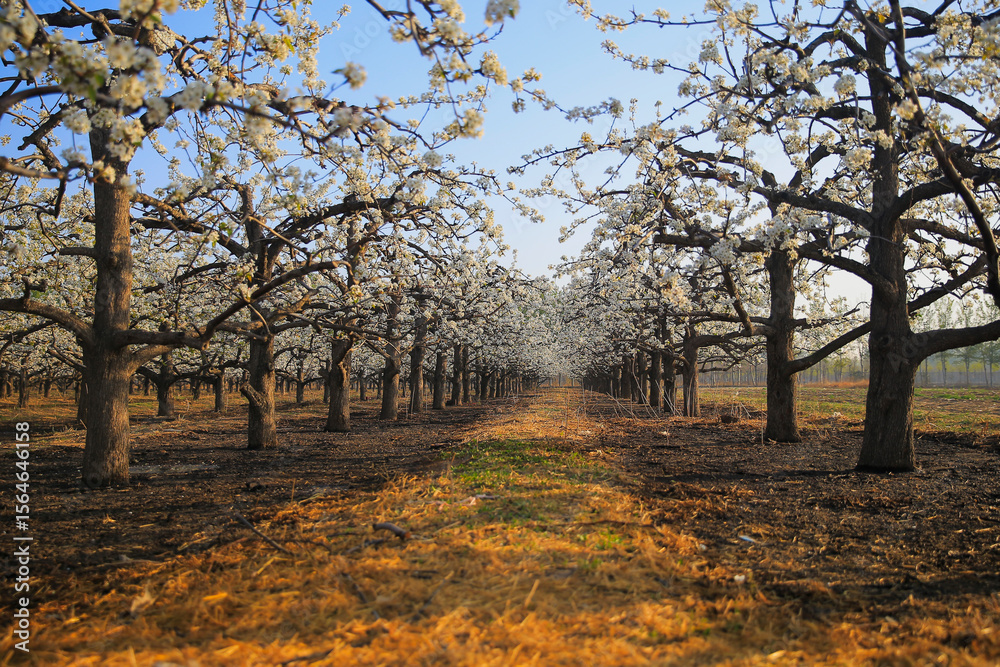 Obraz premium Blooming pear flower, very beautiful
