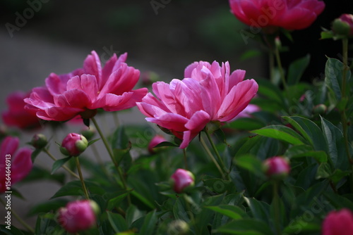 Pink blooming peony, outside shooting