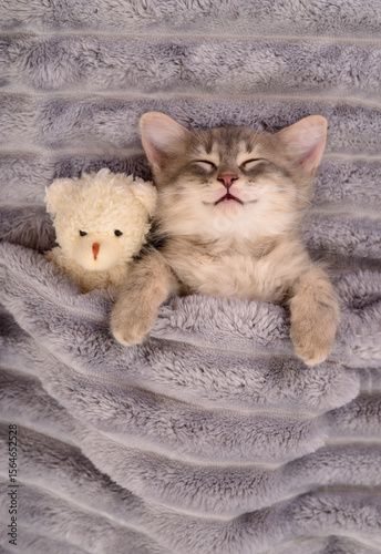 Kitten sleeping with teddy.