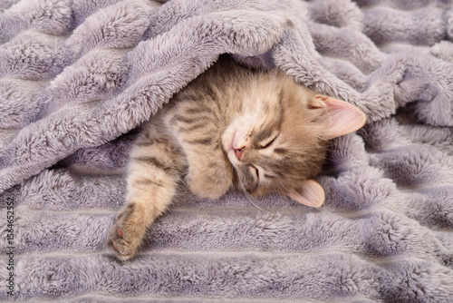 Kitten sleeping on blanket.