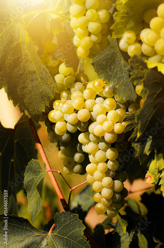 Wallpaper Mural Green grapes on vine over grape leaves bright background Torontodigital.ca