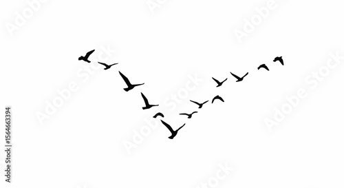 Bird Flock Flying in V Formation Silhouette on White Background, Migrating Birds Vector Illustration