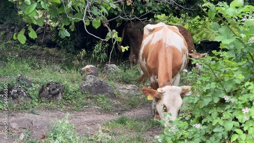A red and white cows with a bells on their necks grazing among the trees. 4K footage