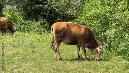A red cows grazing in a field. 4K footage
