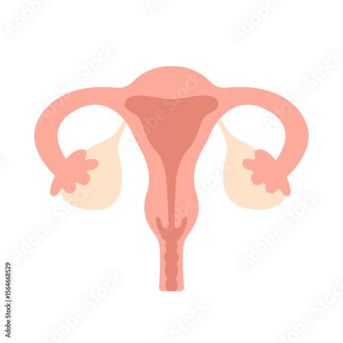 Female reproductive system, showing uterus, ovaries, and fallopian tubes flat illustration on a white background. Medical, educational, or health-related content. Vector