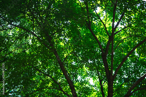A view of trees and leaves in a park on a sunny summer morning