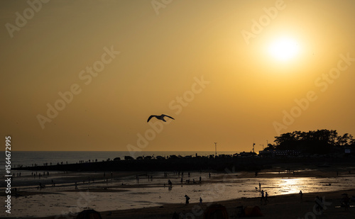 The sunset and horizon from the beach, and the view of seagull flying over the beach