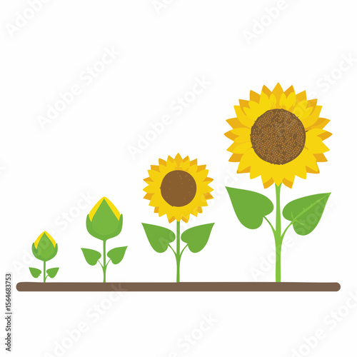 Illustration of a sunflower life cycle from bud to full bloom stage on white background