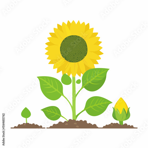 Illustration of a sunflower life cycle showing growth stages on a white background
