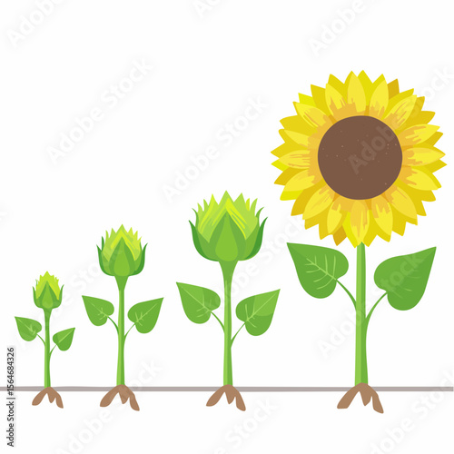 Illustration of a sunflower growing from a seed to a fully bloomed yellow flower
