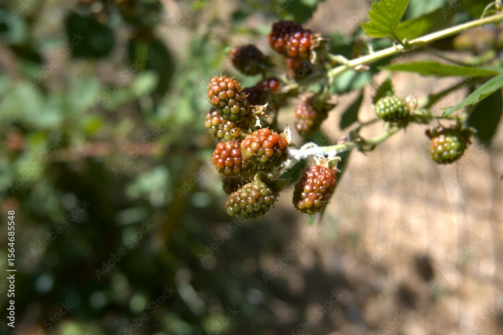 Green blackberry fruit in the garden. Green blackberry fruit in the garden.