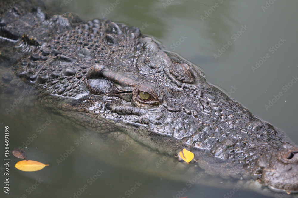 Apex Predator: A striking close-up showcases a formidable crocodile, its rugged skin and piercing gaze underscoring its dominance within its aquatic realm. Apex Predator: A striking close-up showcases a formidable crocodile, its rugged skin and piercing gaze underscoring its dominance within its aquatic realm.