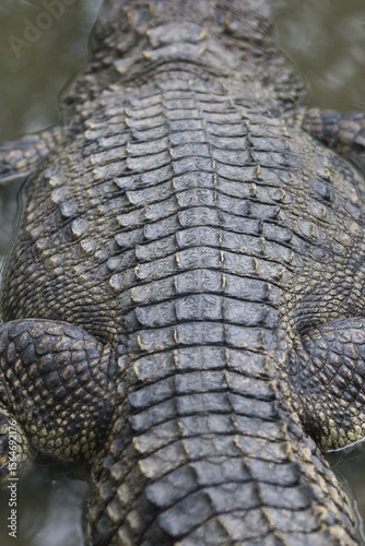 Crocodile's Scaled Armor: An up-close view of a crocodile's textured back, revealing intricate patterns and the rugged beauty of its scaled armor, evoking the primordial spirit of the wild.