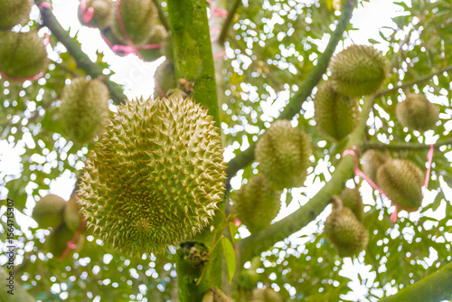 Durian Tree with Spiky Fruits Hanging from Branches in Nature