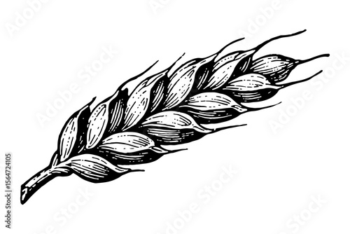 Barley vector engraving style illustration