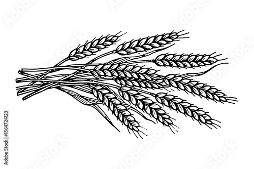 Barley vector engraving style illustration