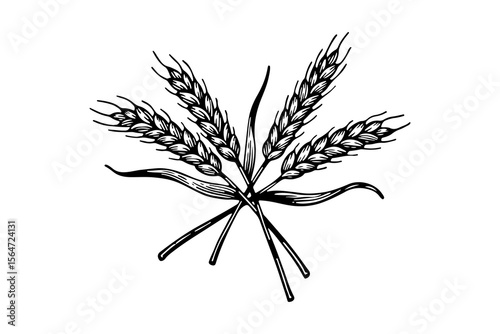 Barley vector engraving style illustration