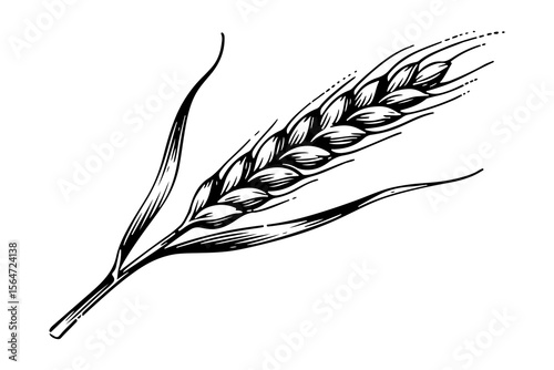 Barley vector engraving style illustration