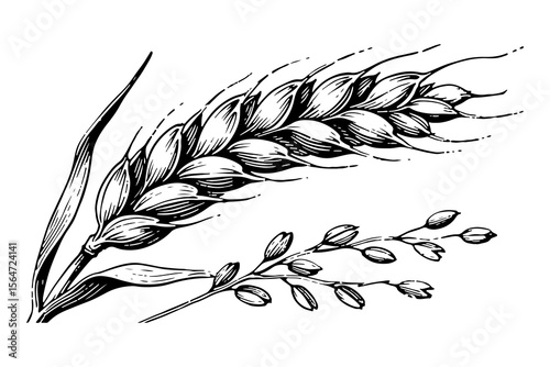 Barley vector engraving style illustration