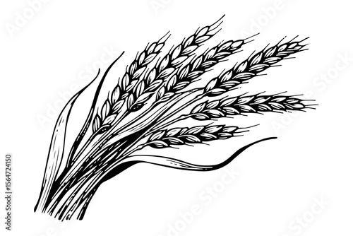 Barley vector engraving style illustration