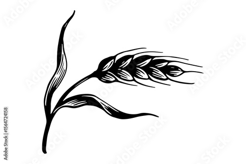 Barley vector engraving style illustration