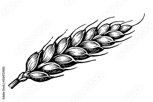 Barley vector engraving style illustration