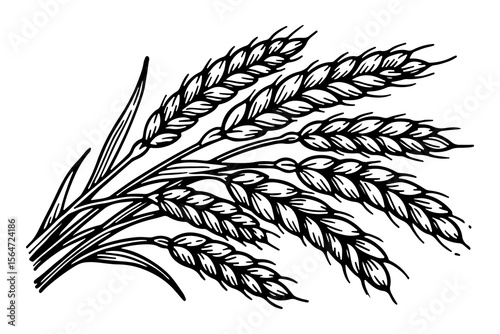 Barley vector engraving style illustration