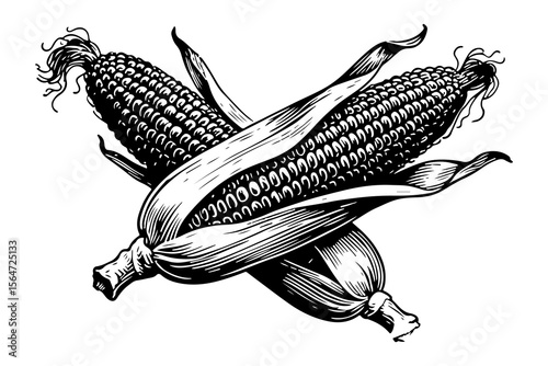 Corn vector engraving style illustration