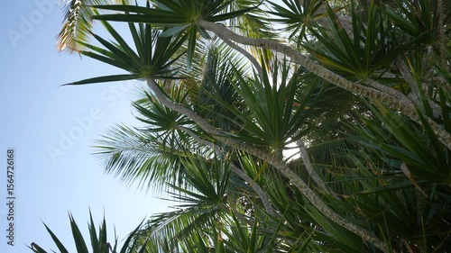Cyrtostachys renda Also known red sealing wax palm, red palm, rajah palm0 in the garden