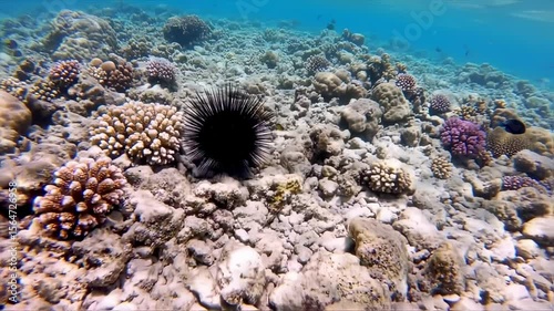 Underwater marine life and coral reef ecosystem with a black sea urchin scenery