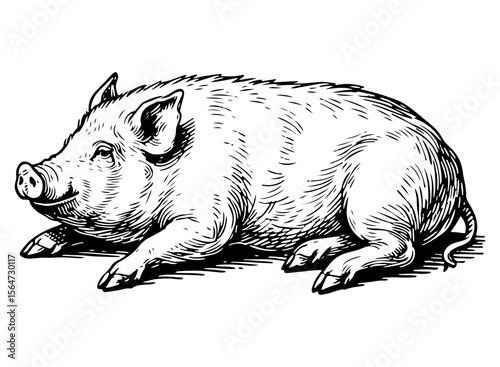 Pig vector engraving style illustration