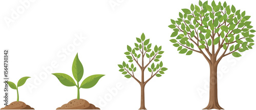 Illustration showing the growth stages of a tree from seedling to mature tree on a white background