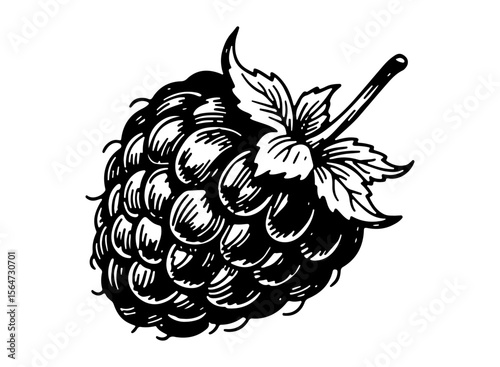 Raspberry vector engraving style illustration