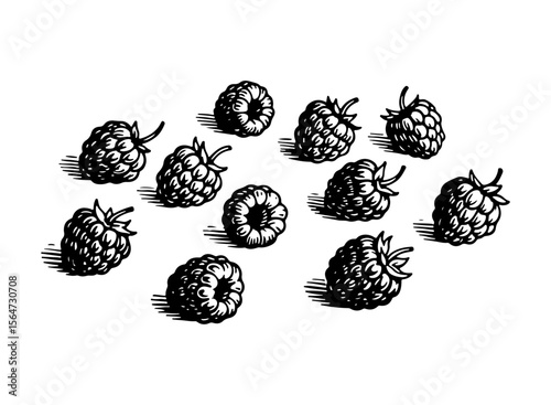 Raspberry vector engraving style illustration