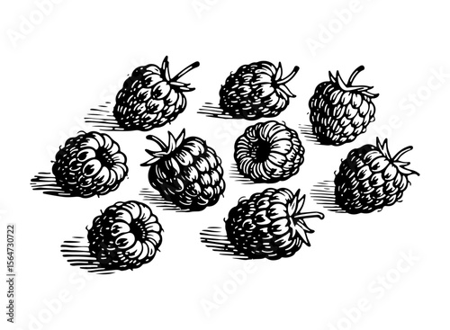 Raspberry vector engraving style illustration