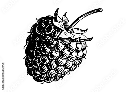 Raspberry vector engraving style illustration