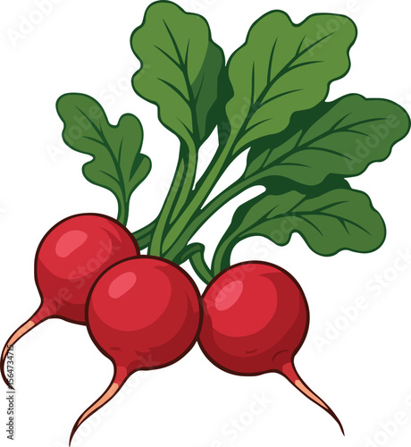 Radish Vegetable Illustration with Leaves